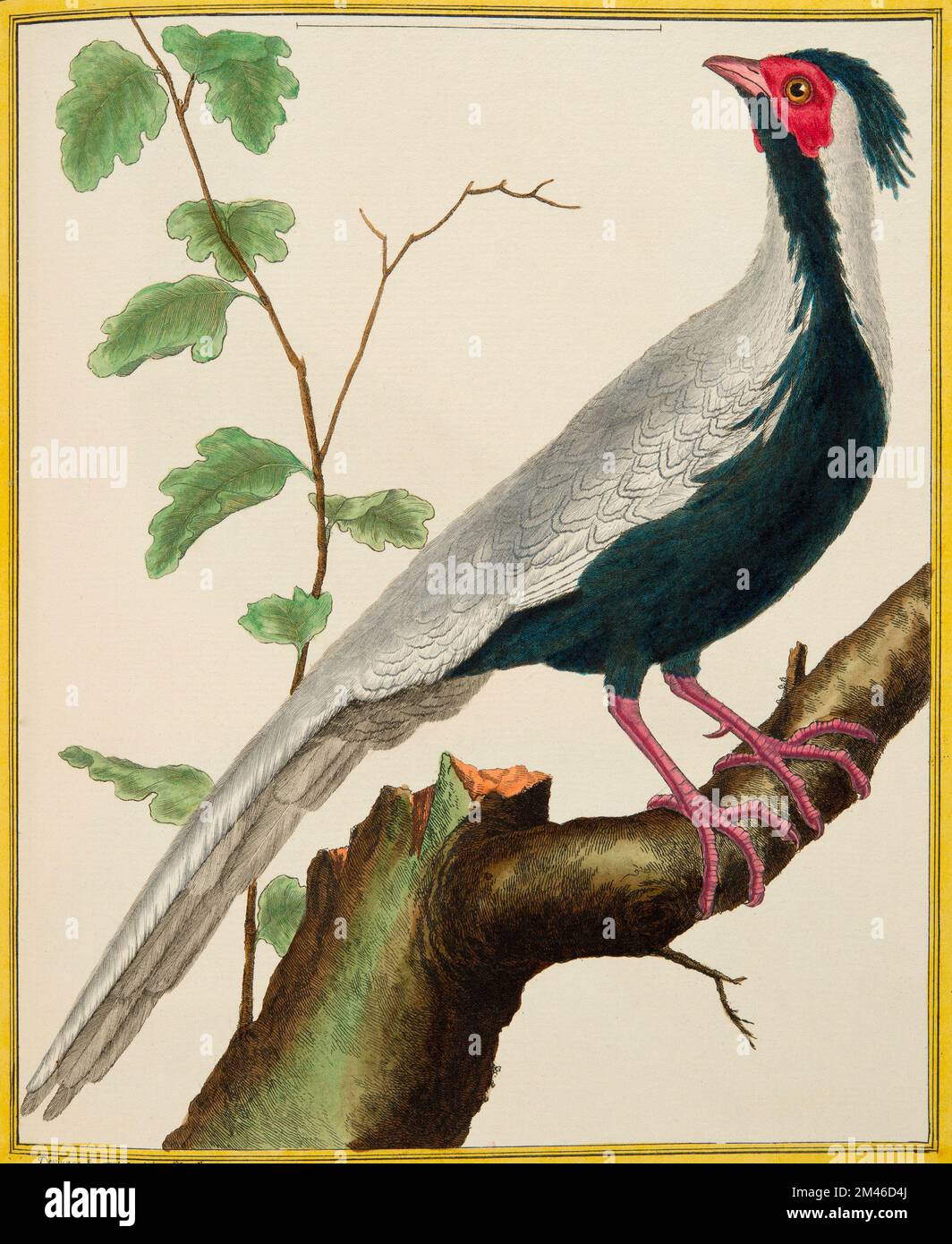 Faisan blanc chinois : plaque illuminée de l'histoire naturelle des oiseaux par Georges Louis Leclerc, Comte de Buffon, vers 17777 Banque D'Images