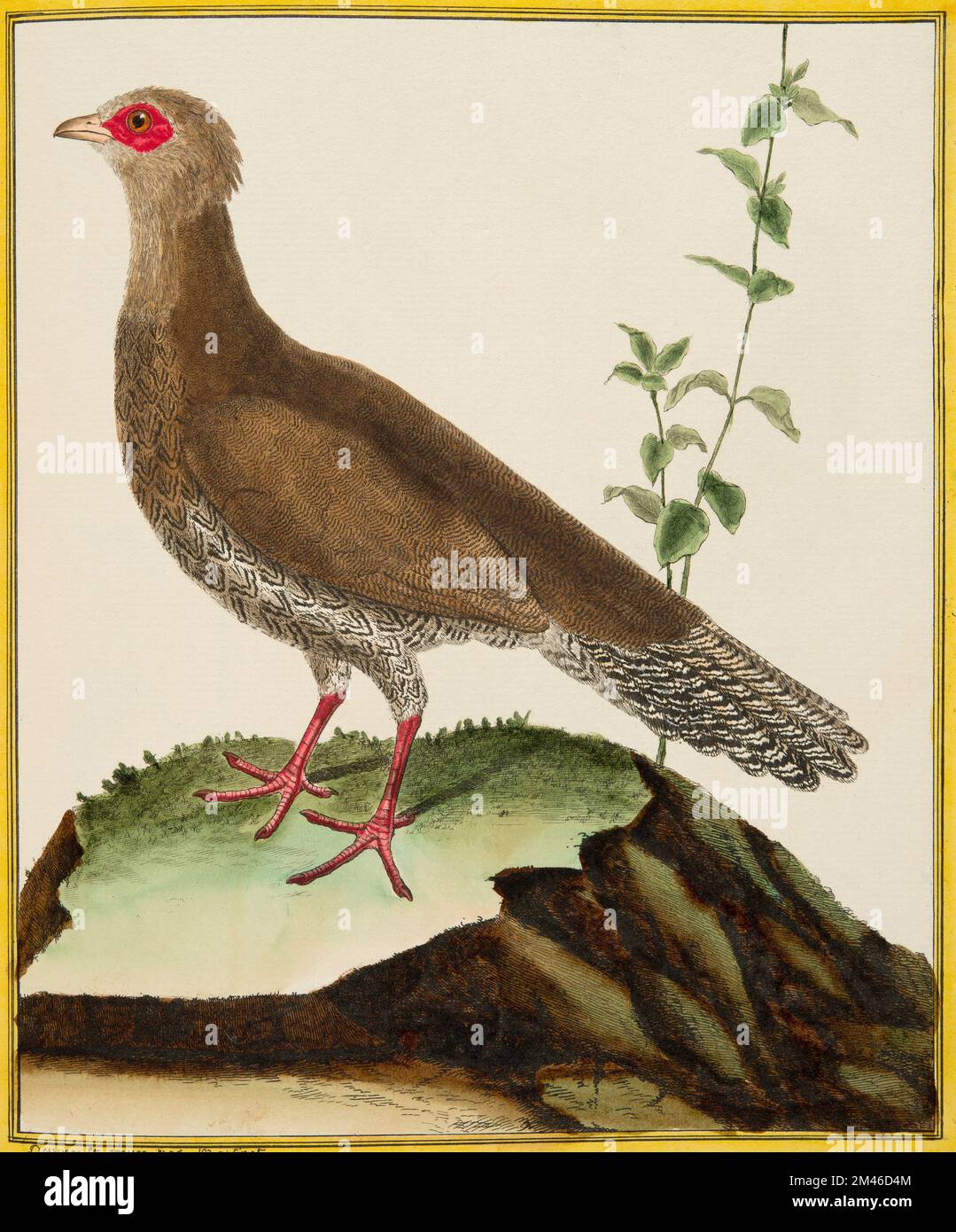 Femelle du faisan blanc chinois : plaque illuminée de l'histoire naturelle des oiseaux par Georges Louis Leclerc, Comte de Buffon, vers 17777 Banque D'Images