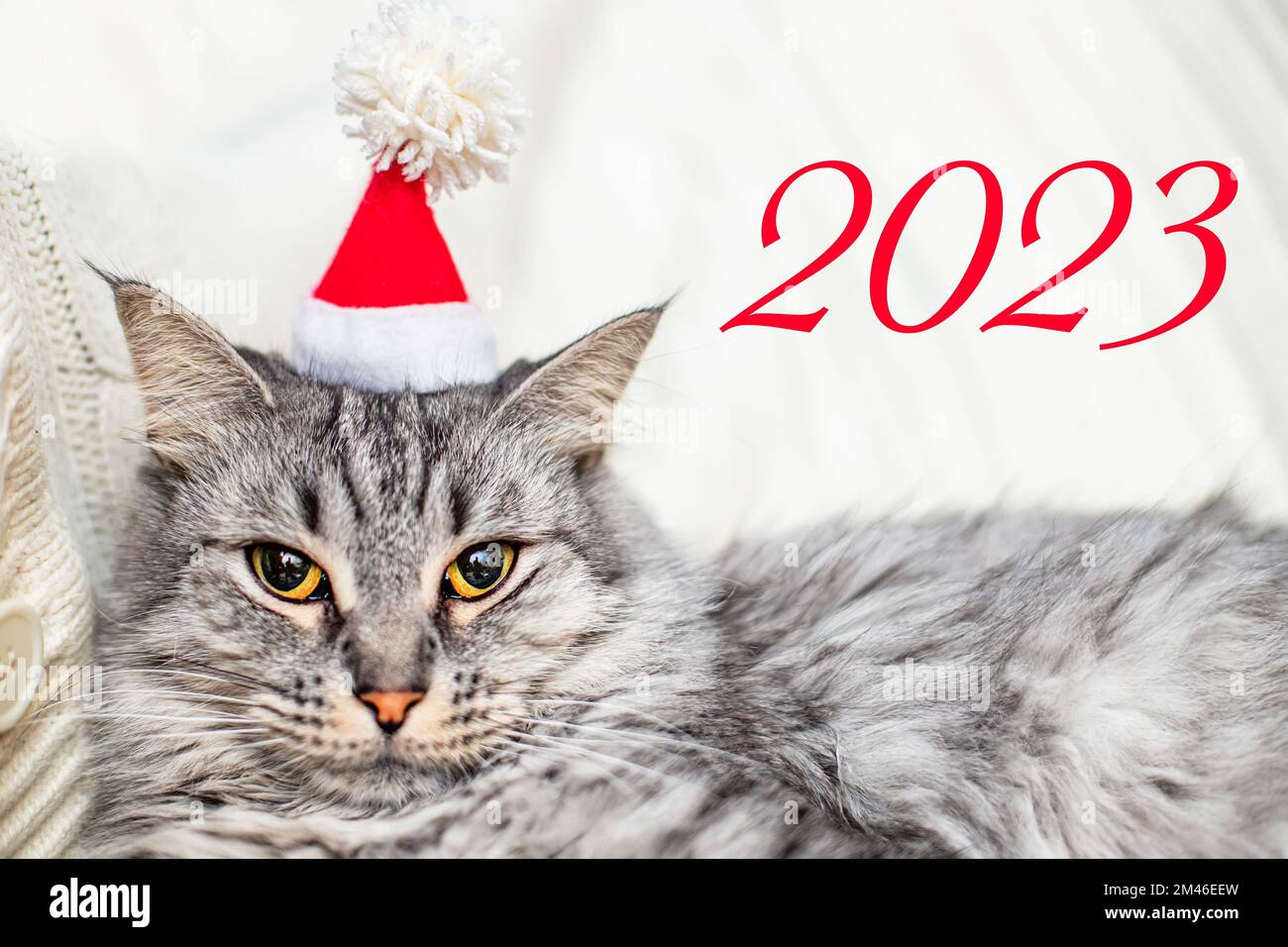 2023. Année du Cat Un chat gris dans un chapeau de Noël du Père Noël. Banque D'Images