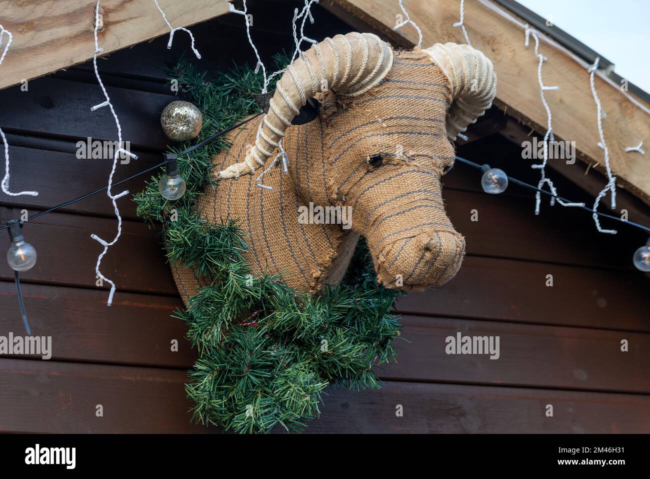 Décoration de Noël bourrée de vache bovine suspendue sur un mur en bois pendant la saison festive célébrant la nativité de Jésus Christ, stoc Banque D'Images