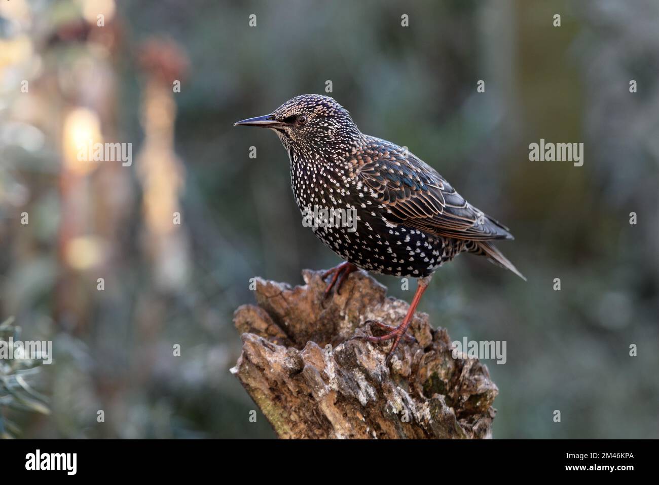 Starling (Sturnus vulgaris) dans Garden Environment, nord de l'Angleterre, Royaume-Uni Banque D'Images