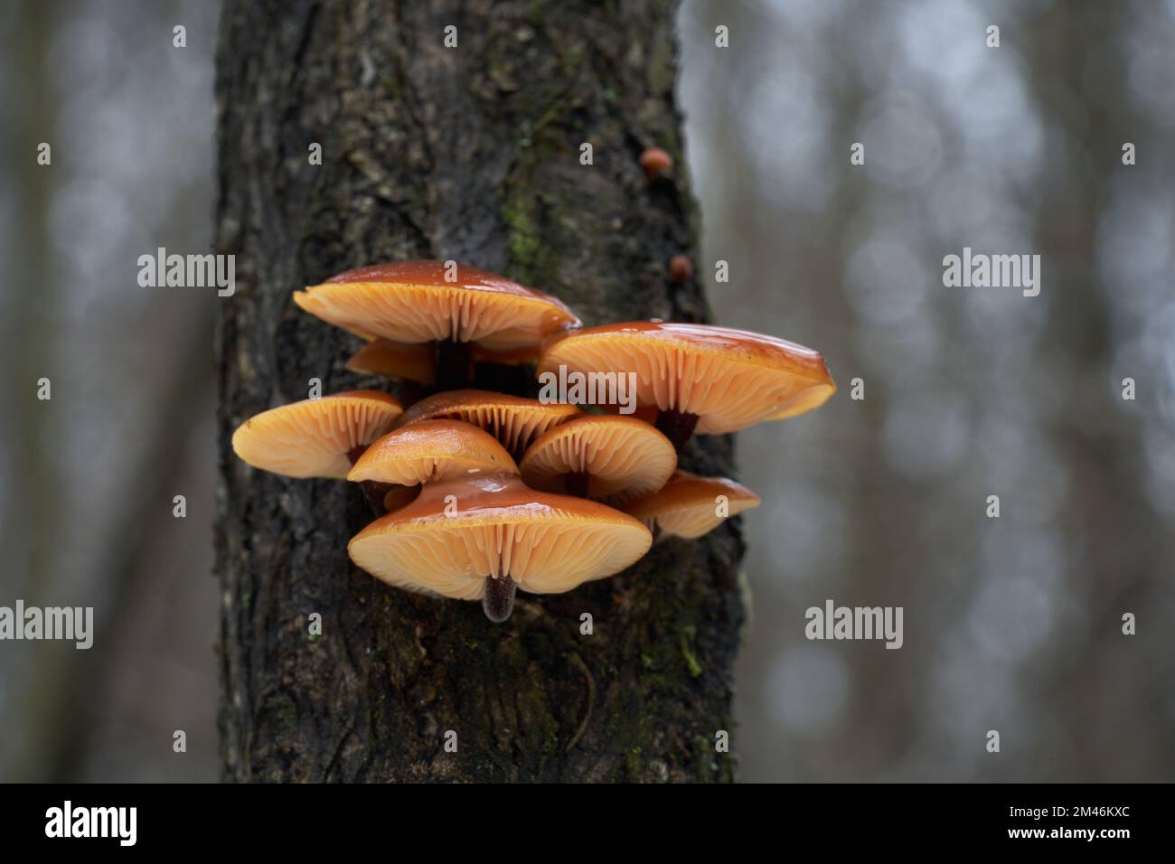 Champignon Artificiel En PVC - Flammulina Velutipes Simulé - 7,6 Cm - Décoration Cuisine, Jouet éducatif