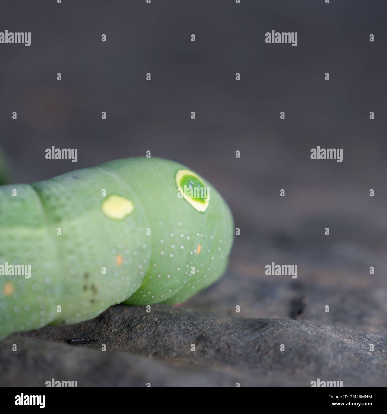 un faux oeil d'une chenille verte Banque D'Images