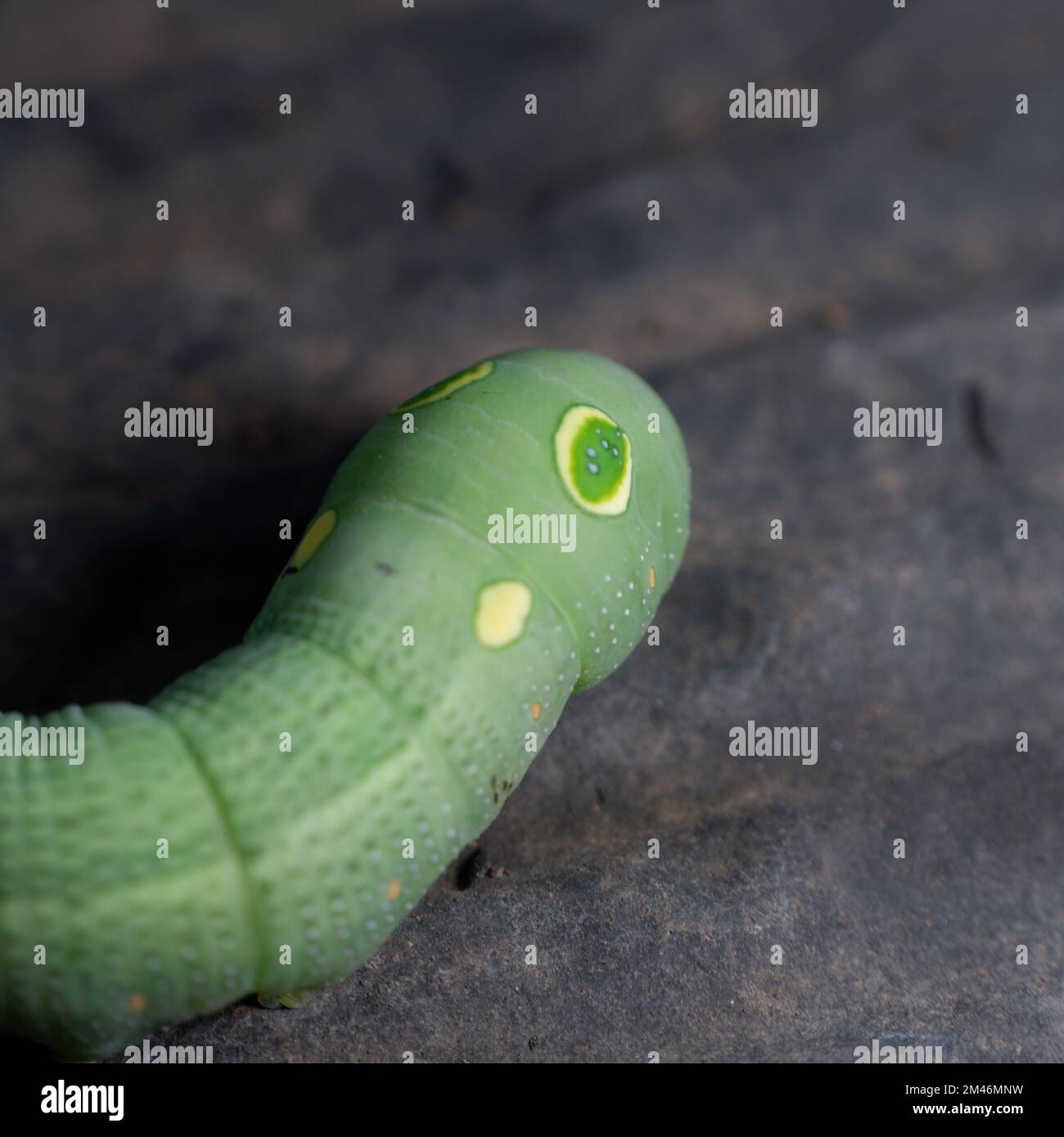 tête d'une chenille verte avec son faux-œil Banque D'Images