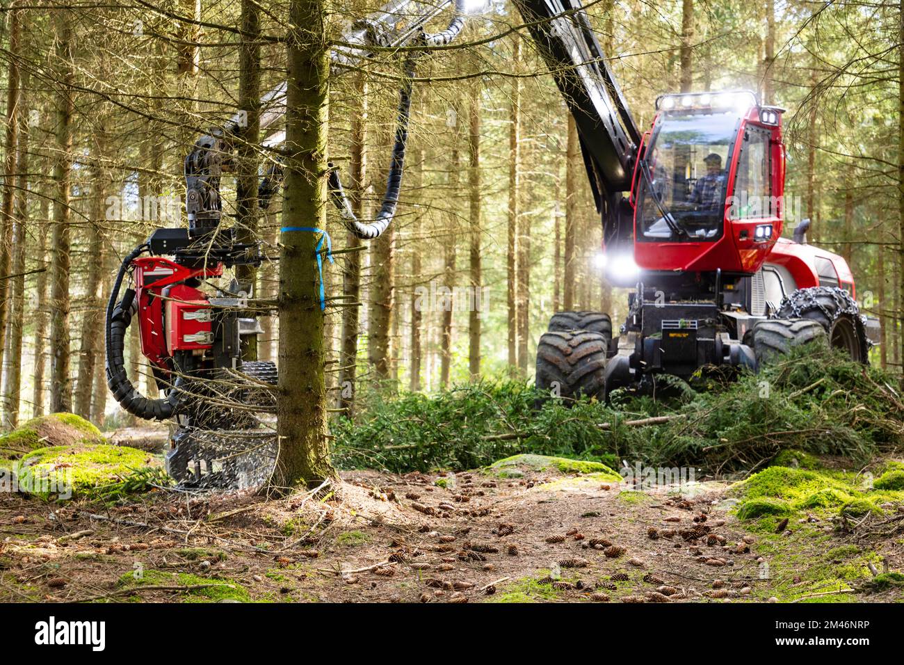 Machine forestière travaillant en forêt Banque D'Images