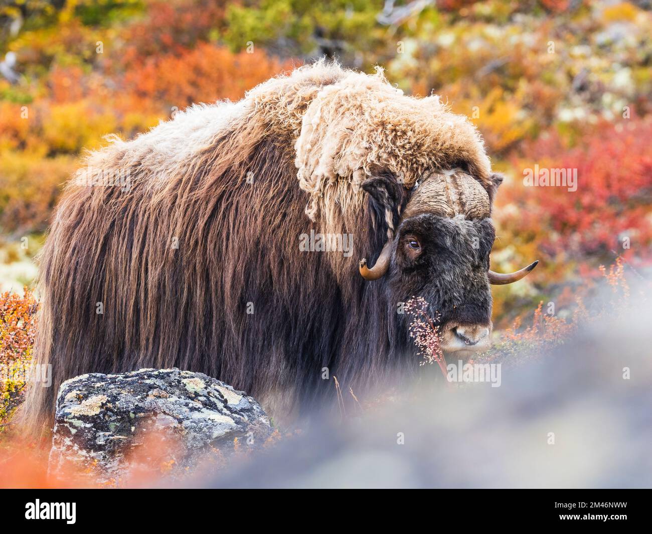 Bœuf musqué dans le paysage d'automne Banque D'Images