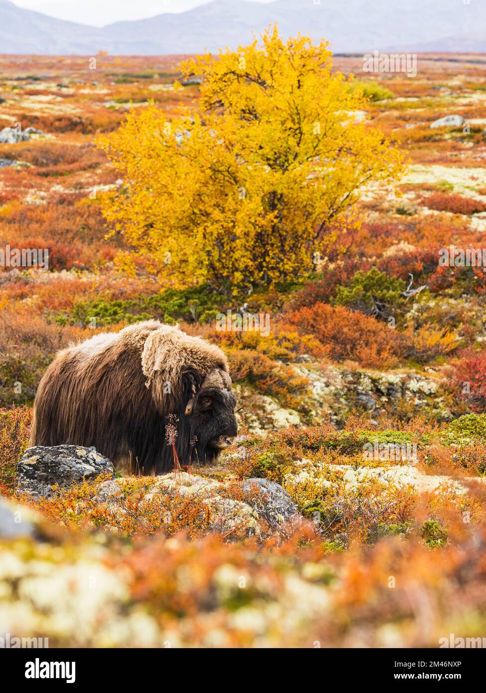 Bœuf musqué dans le paysage d'automne Banque D'Images
