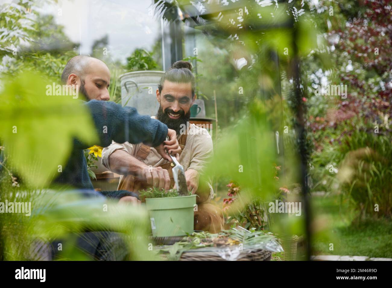 Les hommes jardinent en serre Banque D'Images