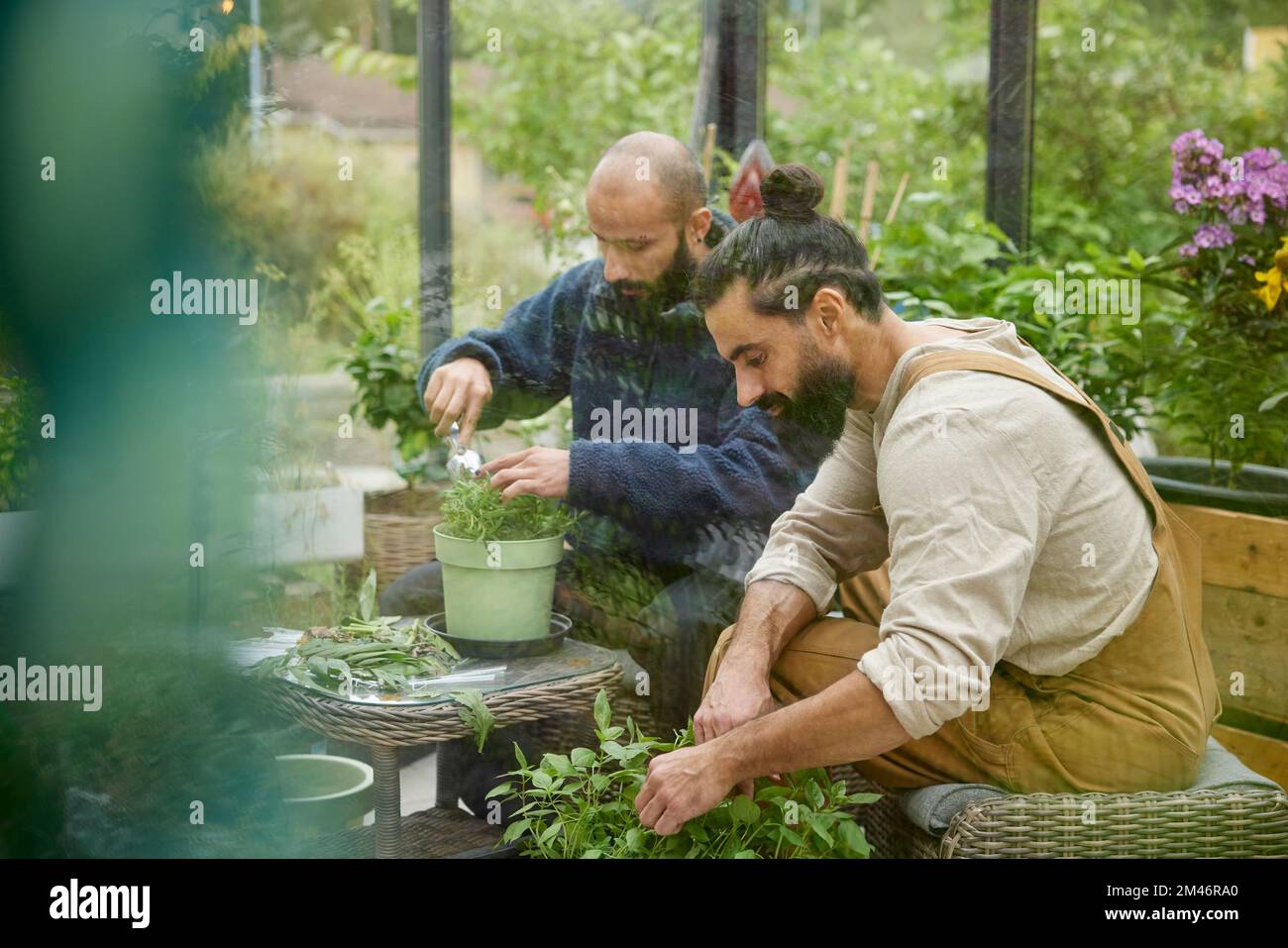 Les hommes jardinent en serre Banque D'Images
