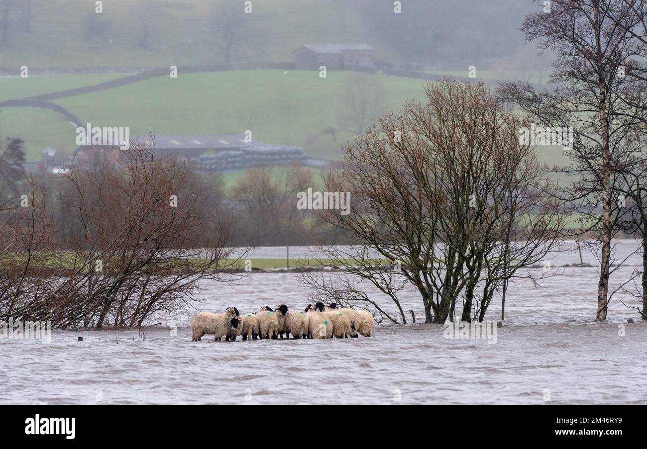 Yorkshire Dales, Royaume-Uni, 19 décembre 2022 - Météo - moutons pris dans les crues rapides après le dégel rapide qui a vu la neige sur les collines fondre rapidement, remplissant les rivières comme le sol était encore gelé. North Yorkshire, Royaume-Uni. Crédit : Wayne HUTCHINSON/Alamy Live News Banque D'Images