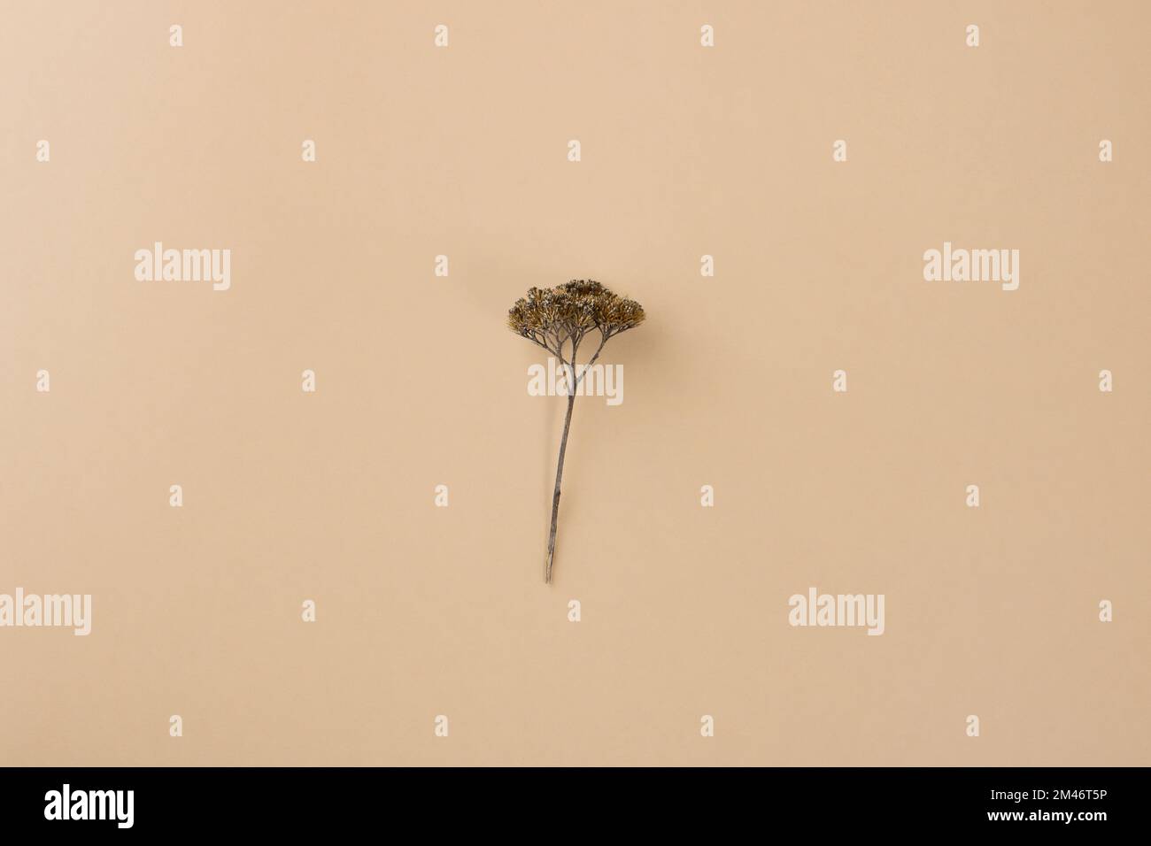 Fleur de yarrow sèche sur fond beige. Arrière-plan dans des couleurs naturelles. Plantes médicinales et herbes. Banque D'Images