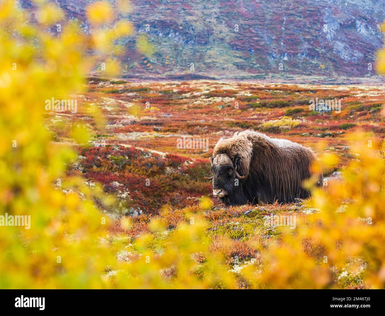 Bison debout sur la prairie Banque D'Images
