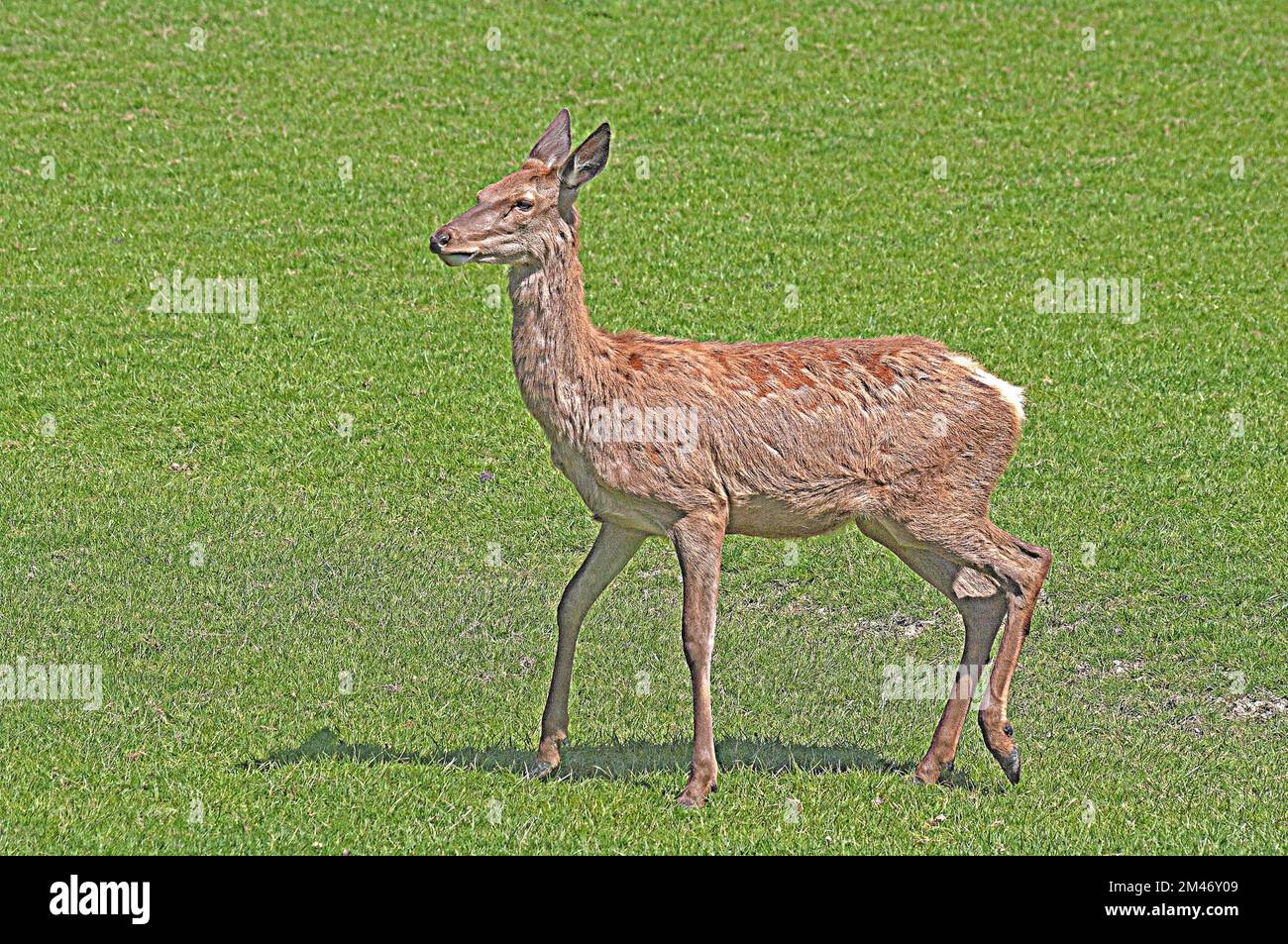 RED DEER CERVUS ELAPHUS Banque D'Images