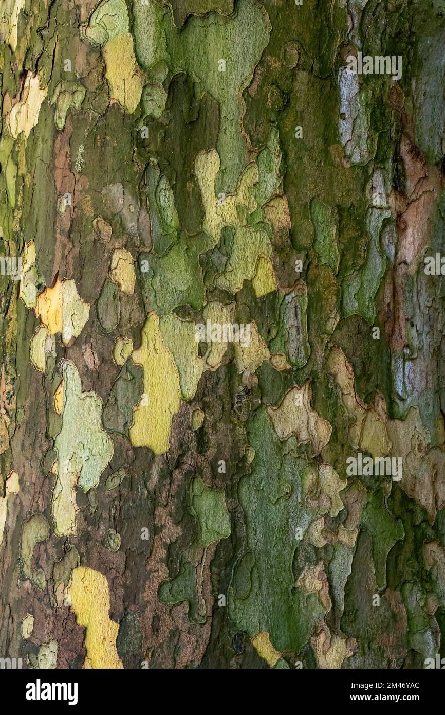 Écorce de l'arbre plane (Platanus acerifolia). Surface du sycomore. Arrière-plan de texture d'arbre d'écorce Banque D'Images