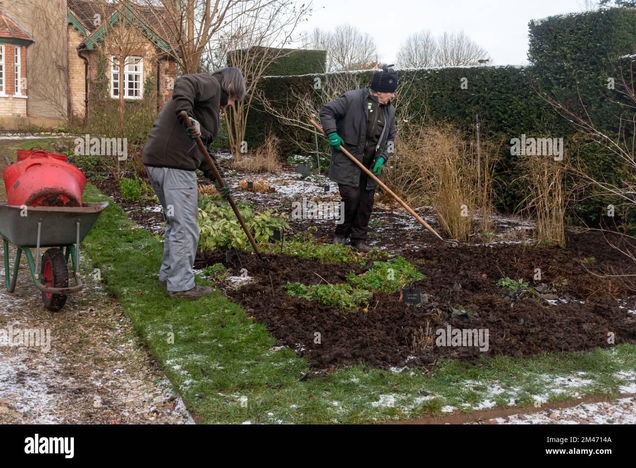 Jardiniers ajoutant du fumier aux parterres de fleurs de jardin et utilisant une houe pour le répandre sur le sol pour ajouter des nutriments et de la texture, Angleterre, Royaume-Uni, en hiver Banque D'Images