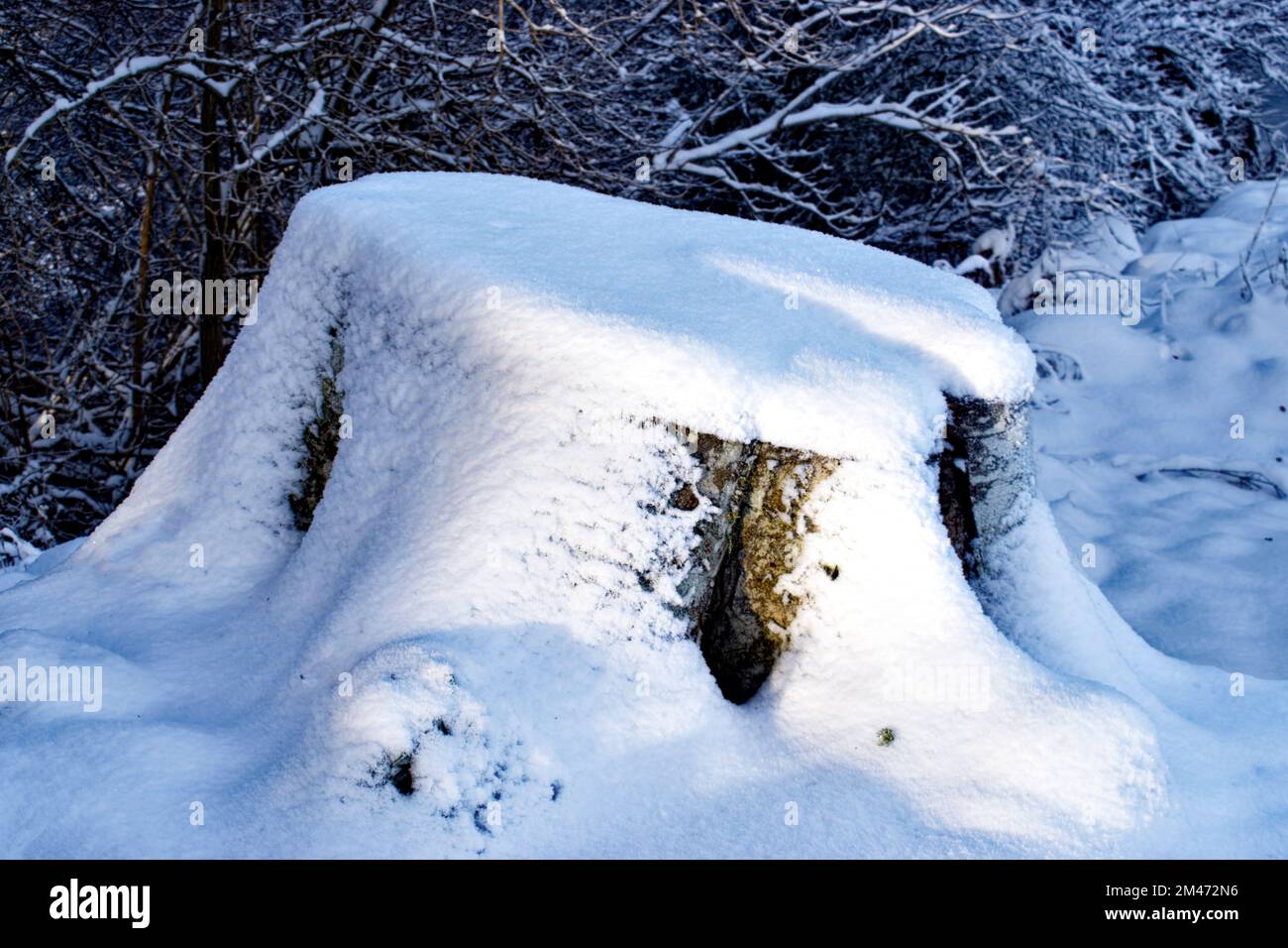 Hiver neige légère et profonde sur une vieille souche de hêtre Banque D'Images