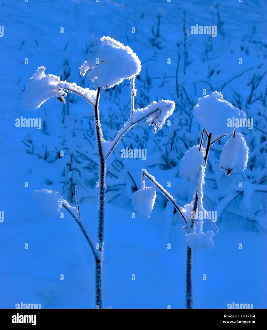 La lumière du soleil de Wintry illumine les cristaux de neige sur les plantes Banque D'Images