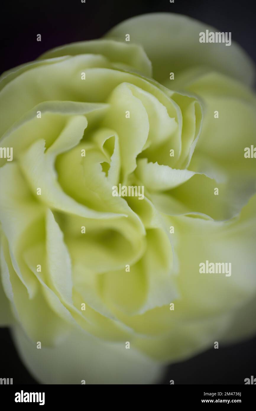 Gros plan d'une rose jaune sur fond noir. Banque D'Images