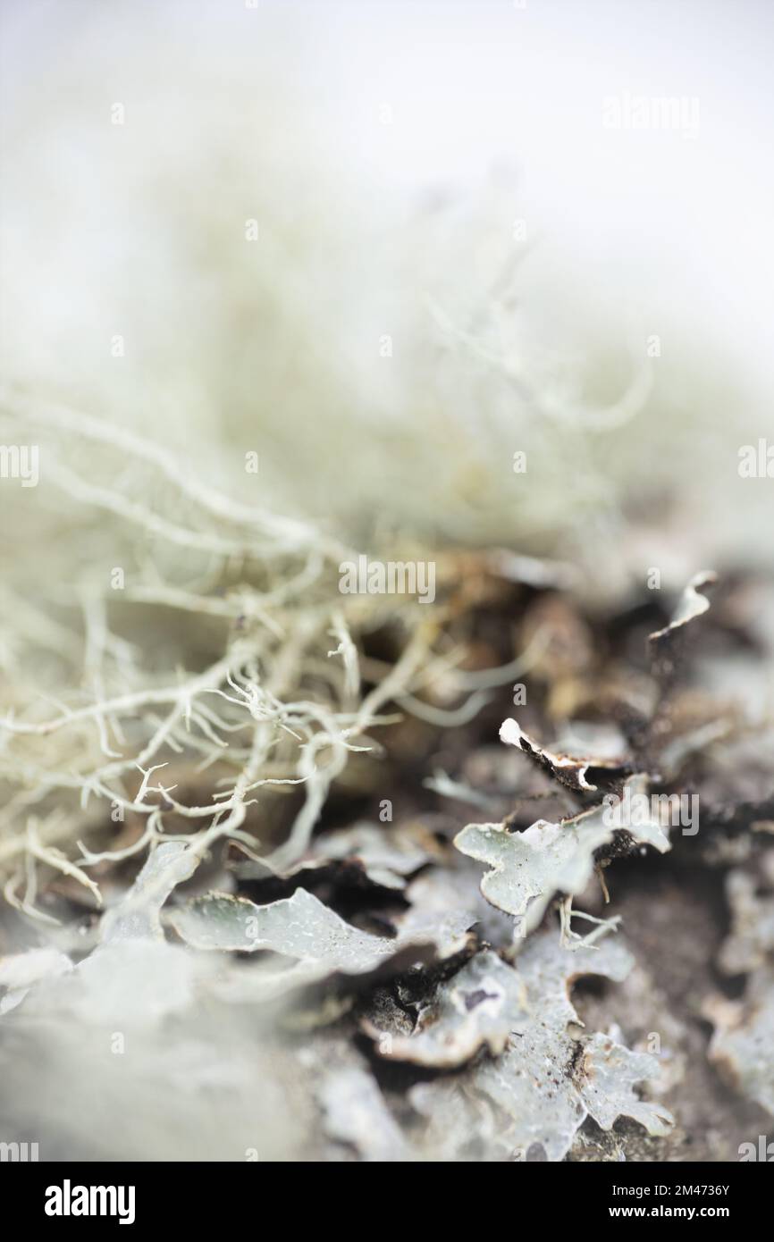 Gros plan du lichen sur une branche. Banque D'Images