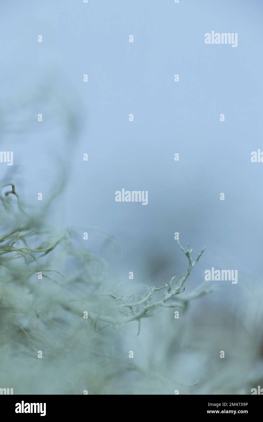 Gros plan du lichen sur une branche. Banque D'Images