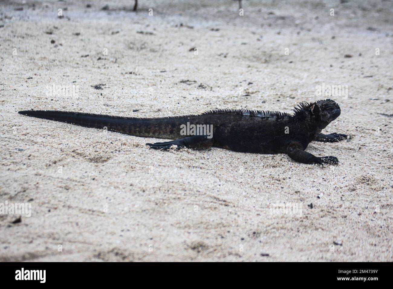Iguane marine (Amblyrhynchus cristatus) se baquant sur la roche volcanique au large. Galapagos, Équateur Banque D'Images