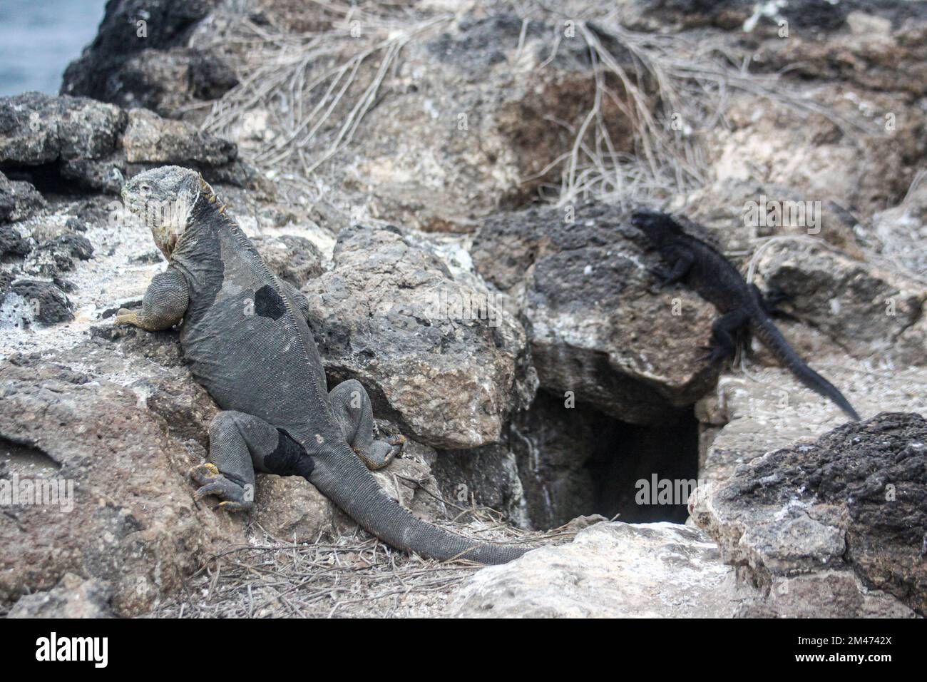 Iguane marine (Amblyrhynchus cristatus) se baquant sur la roche volcanique au large. Galapagos, Équateur Banque D'Images