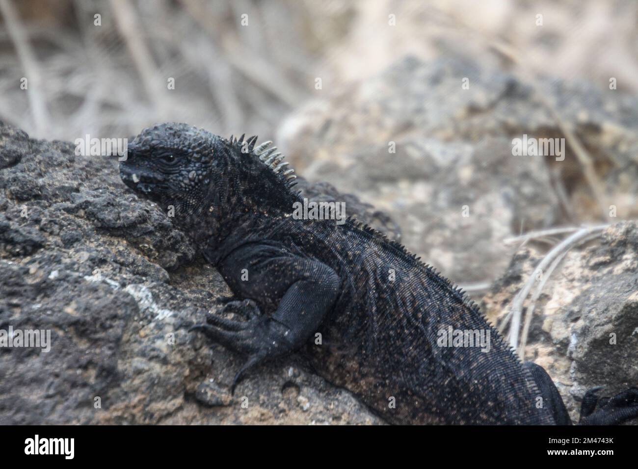 Iguane marine (Amblyrhynchus cristatus) se baquant sur la roche volcanique au large. Galapagos, Équateur Banque D'Images