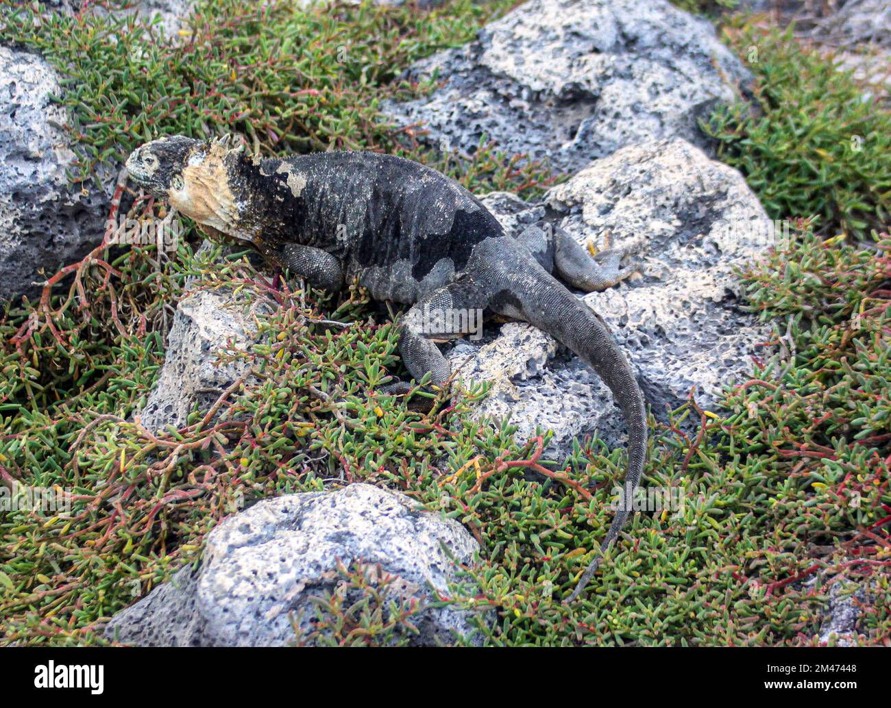 Galapagos Land iguana (Conolophus subscristatus), Galapagos, Équateur. Banque D'Images