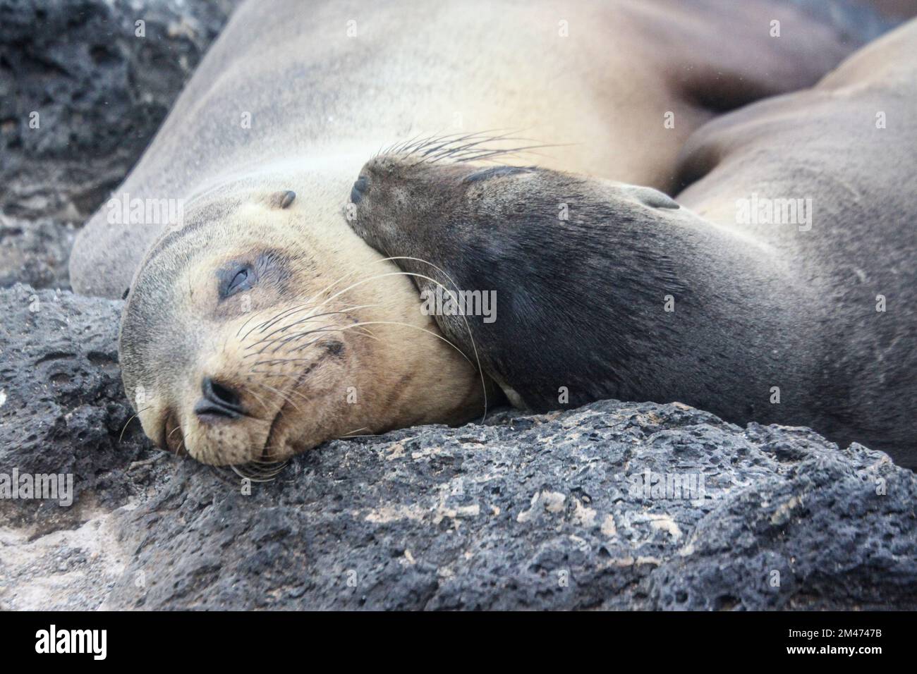 Phoque à fourrure de Galapagos (Arctocephalus galapagoensis) sur des roches volcaniques. Côte sud Isabela, Îles Galapagos, Équateur, août Banque D'Images