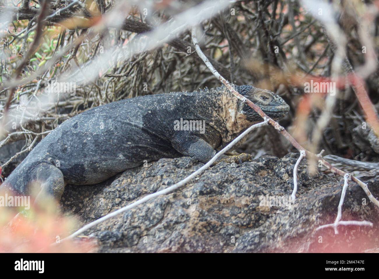 Iguane marine (Amblyrhynchus cristatus) se baquant sur la roche volcanique au large. Galapagos, Équateur Banque D'Images