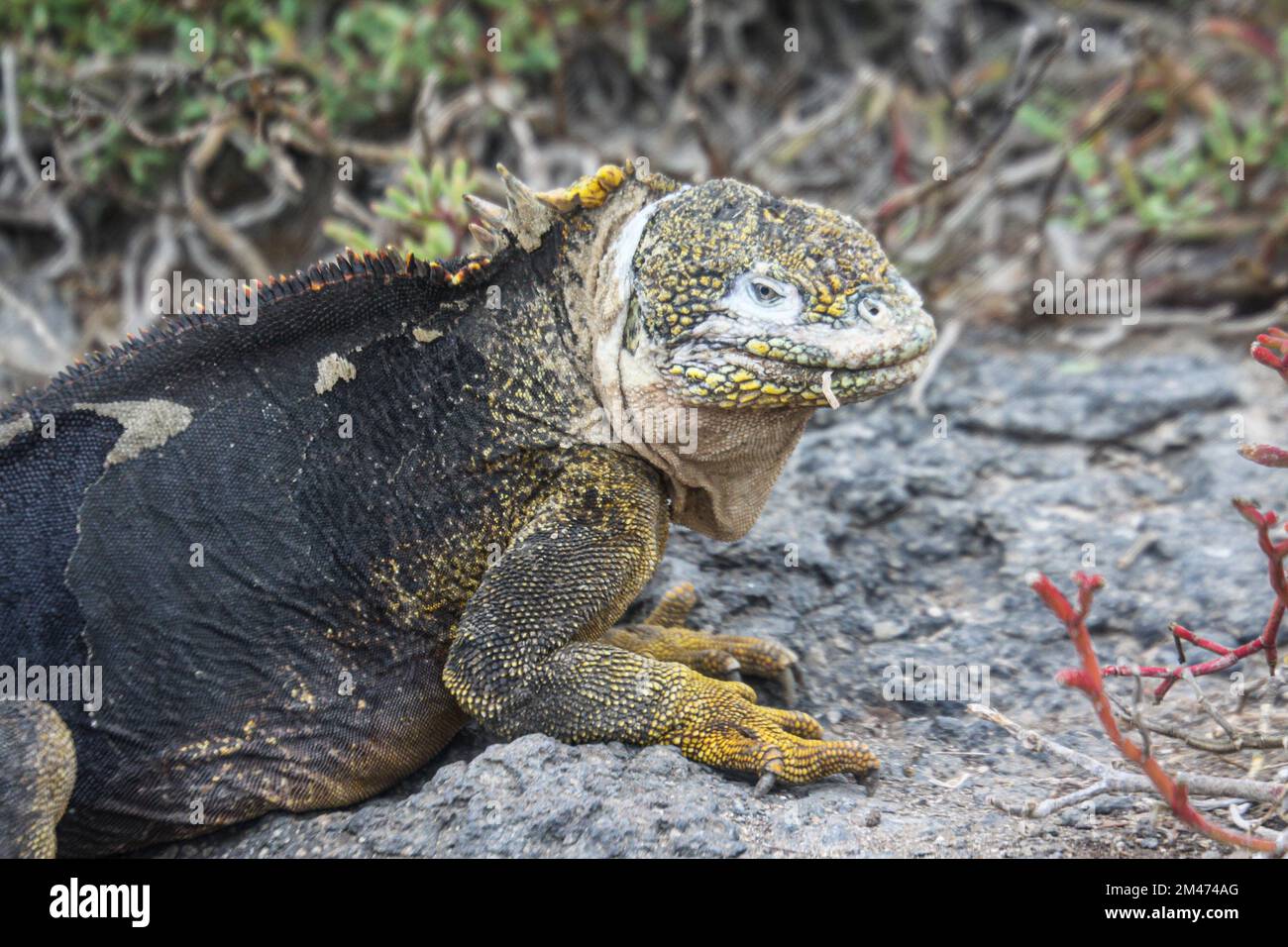 Iguane marine (Amblyrhynchus cristatus) se baquant sur la roche volcanique au large. Galapagos, Équateur Banque D'Images