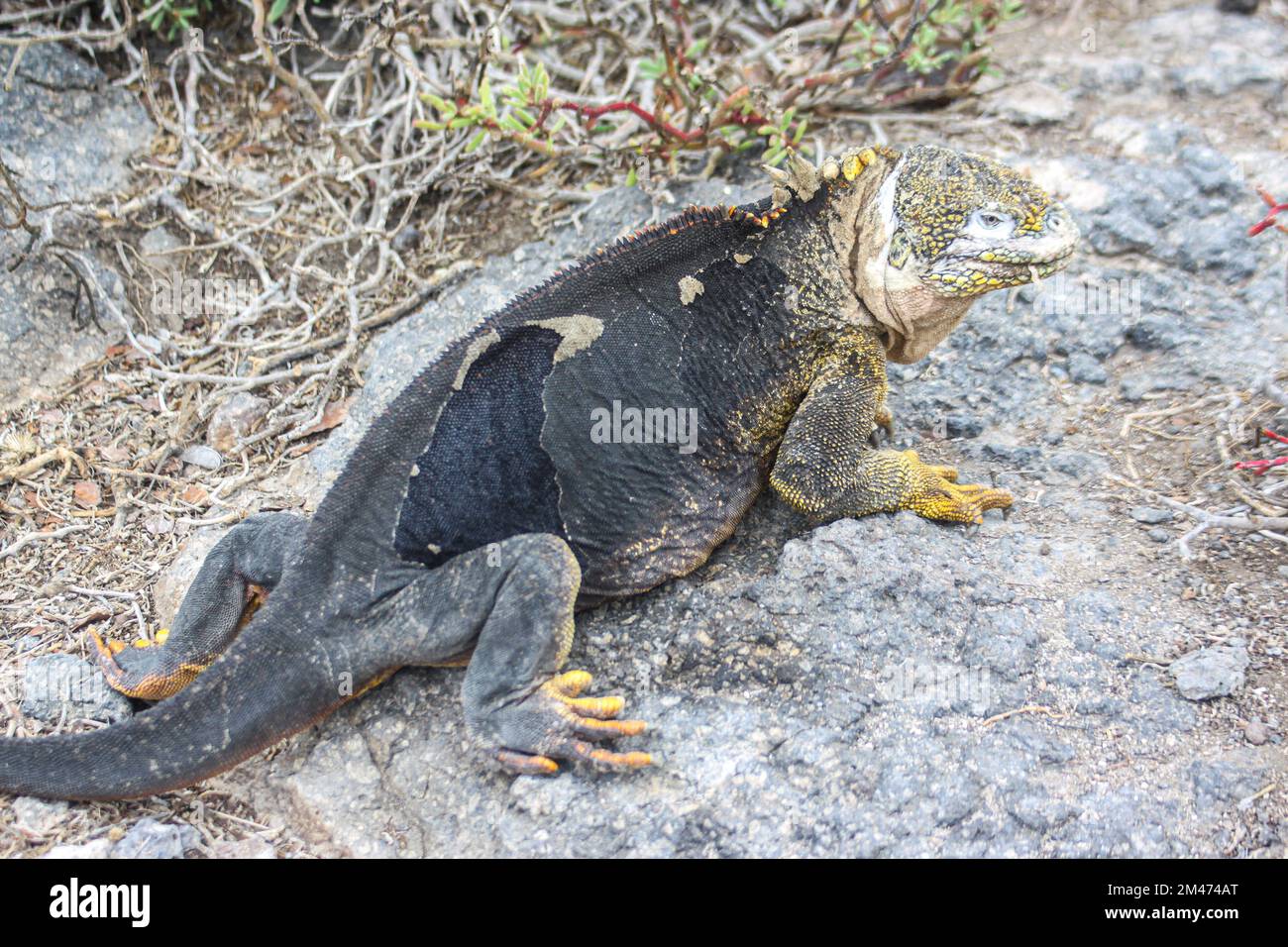 Iguane marine (Amblyrhynchus cristatus) se baquant sur la roche volcanique au large. Galapagos, Équateur Banque D'Images