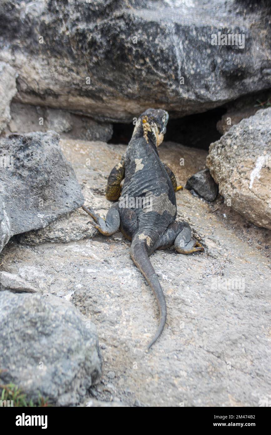 Iguane marine (Amblyrhynchus cristatus) se baquant sur la roche volcanique au large. Galapagos, Équateur Banque D'Images