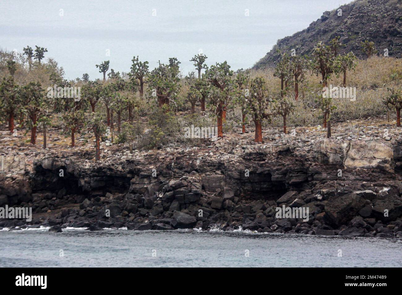 Les Galápagos le figuier de Barbarie (Opuntia echios) cactus. Photographié sur l'île de Santa Fe, îles Galapagos, en Équateur. Banque D'Images