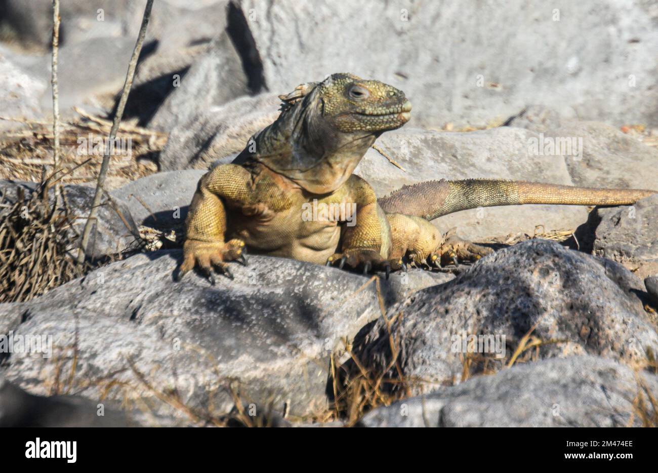 Galapagos Land iguana (Conolophus subscristatus), Galapagos, Équateur. Banque D'Images