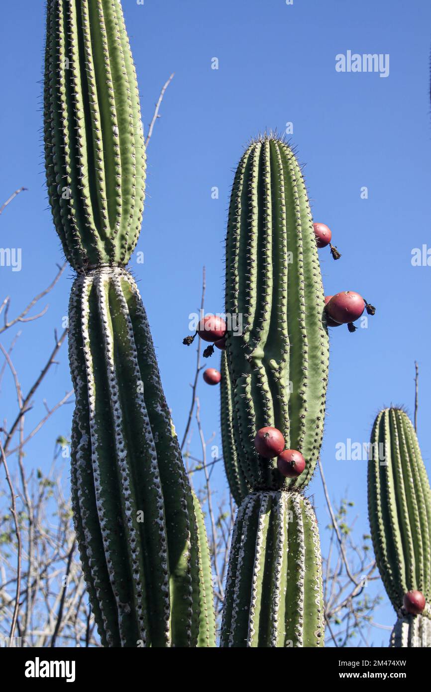 Cactus candélabres (Jasminocereus thouarsii). Photographié sur l'Île Floreana, Galapagos. Banque D'Images