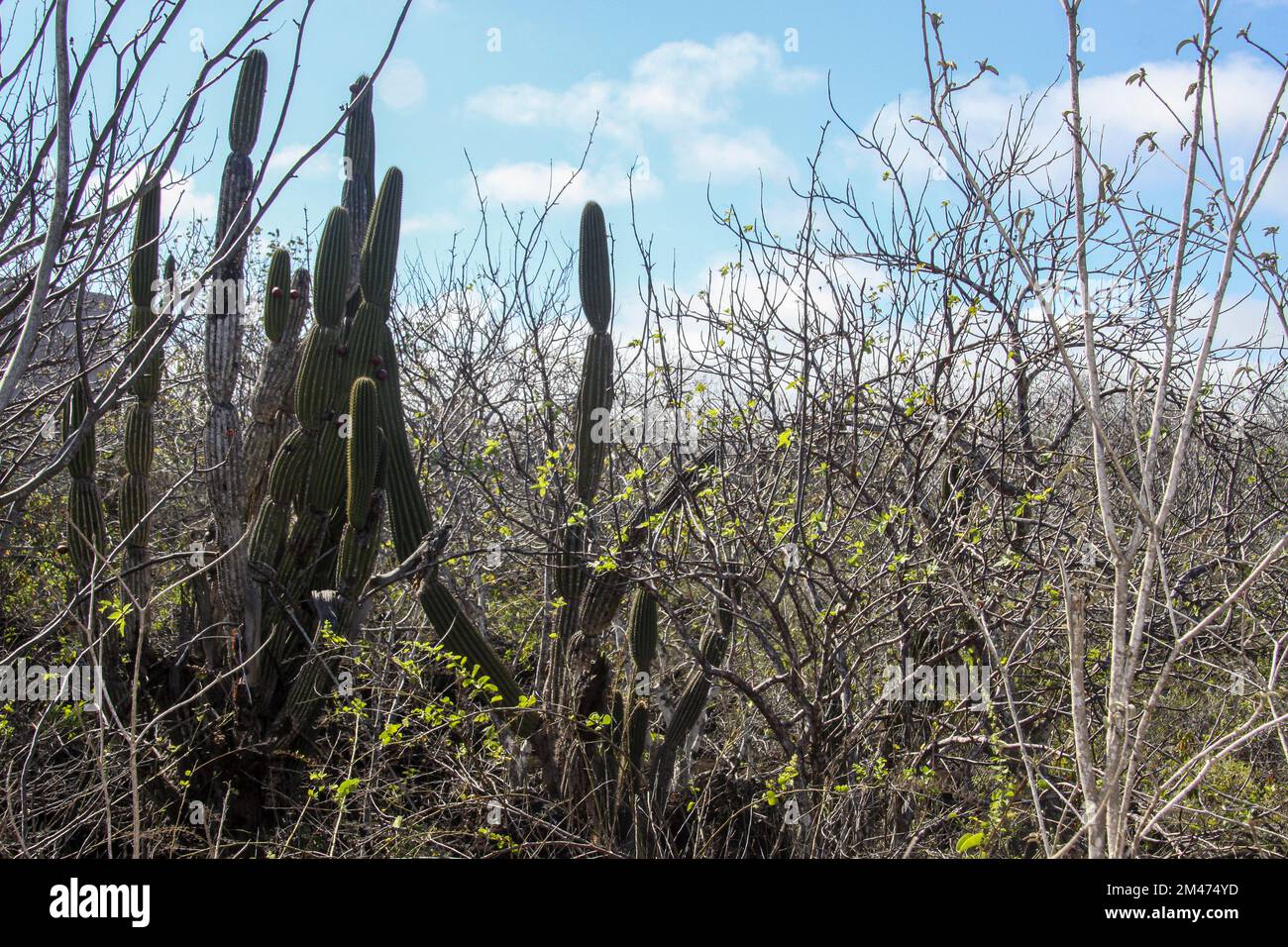 Cactus candélabres (Jasminocereus thouarsii). Photographié sur l'Île Floreana, Galapagos. Banque D'Images