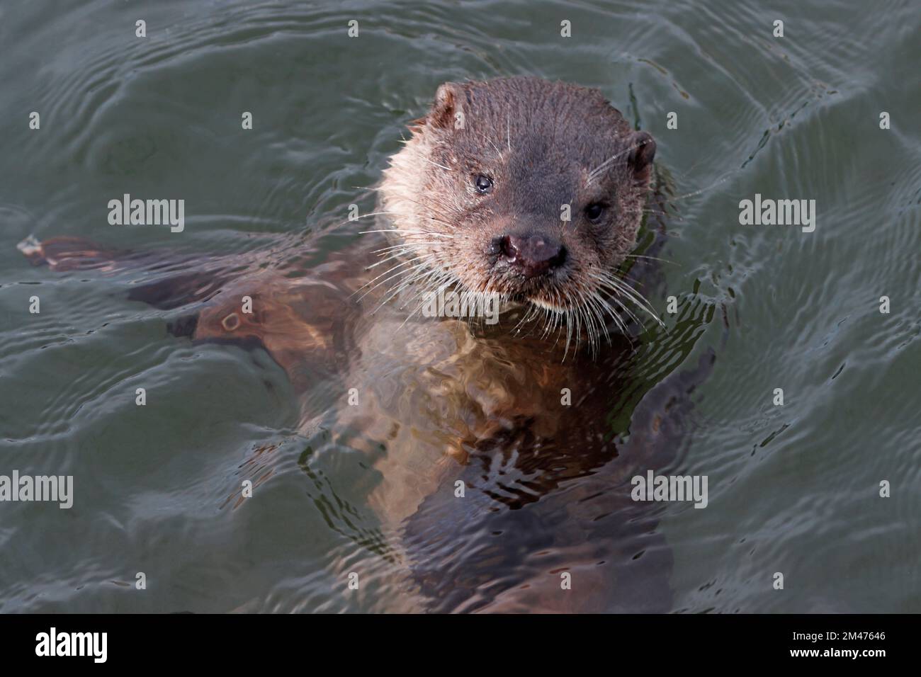 OTTER, ROYAUME-UNI. Banque D'Images