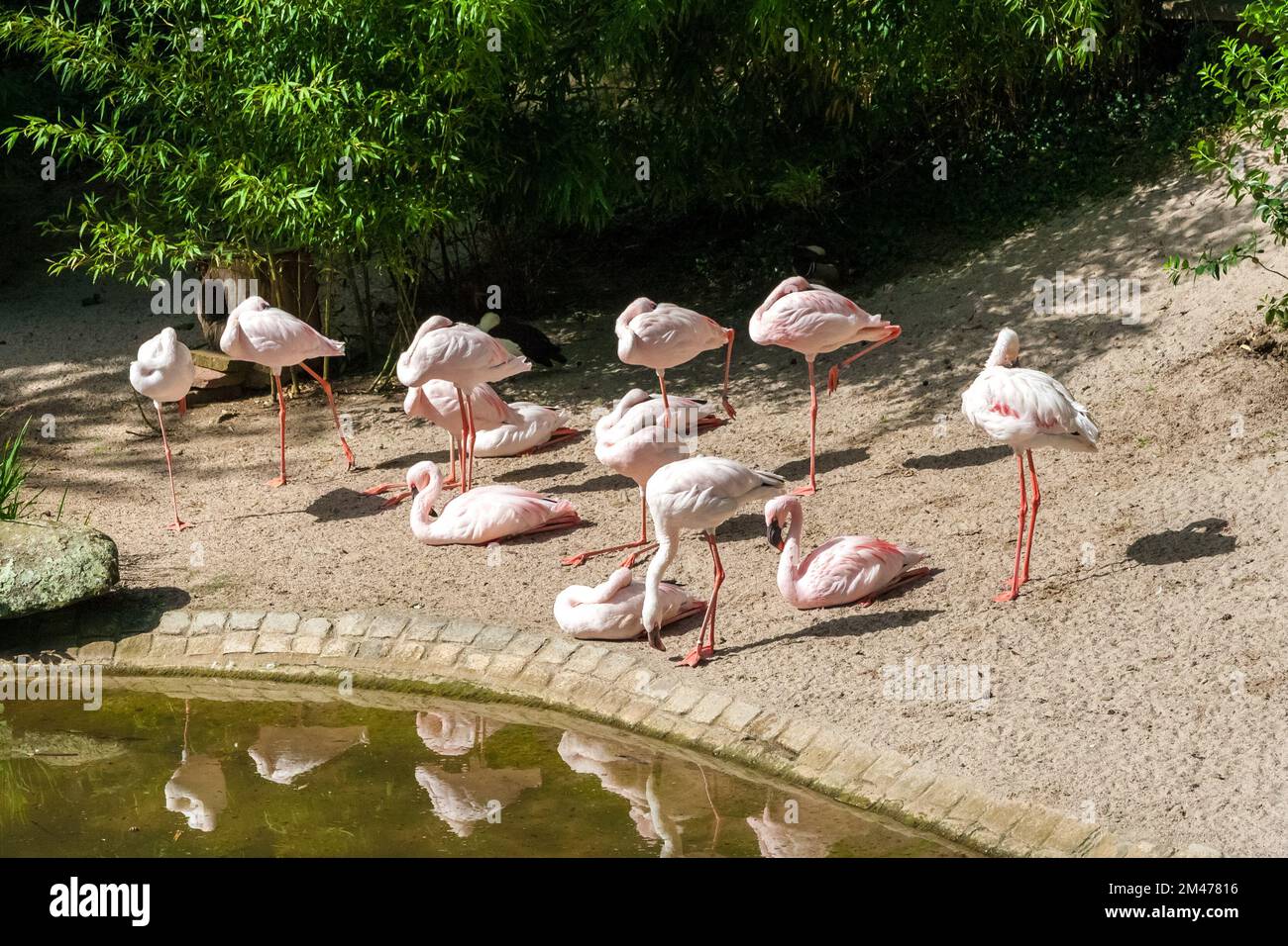 Vue magnifique sur un groupe de Flamingos, un type de barboteuse dans la famille des Phénicoptéridae, sur l'île de flamango dans le célèbre parc de Luisenpark... Banque D'Images