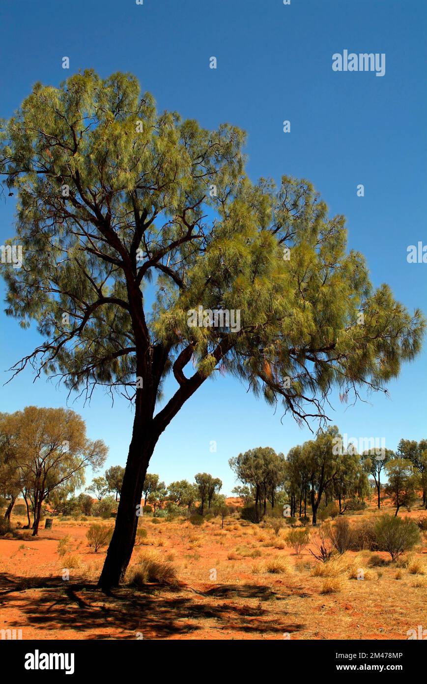 Australie, paysage avec des chênes désertiques et de l'herbe de spinifex dans le territoire du Nord Banque D'Images