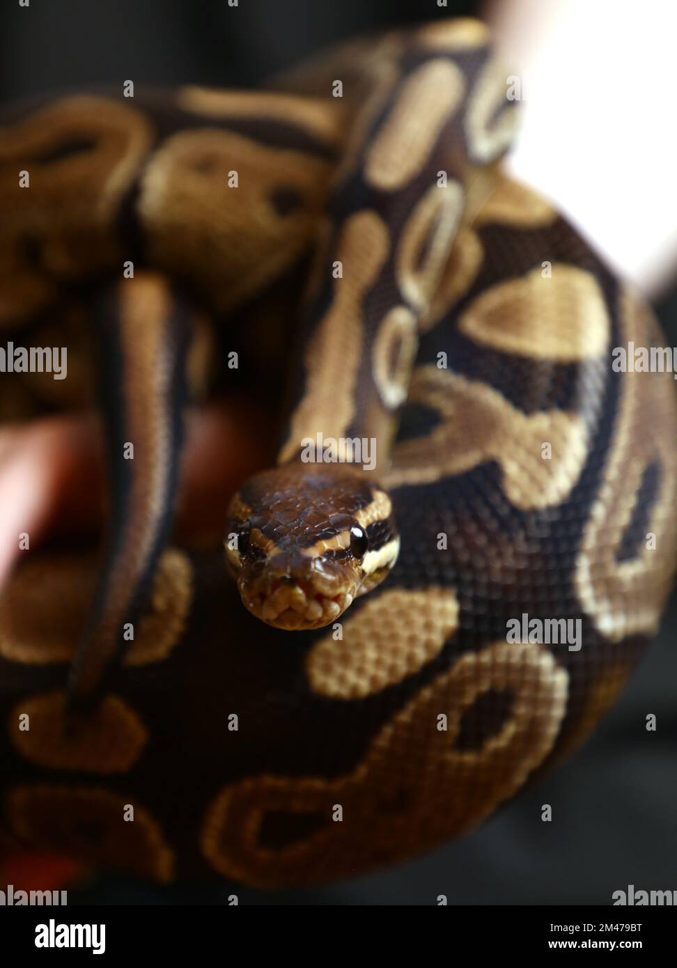 Le python de balle (Python regius), également appelé python royal, à Fenomenmagsinet, Gamla Linköping, Linköping, Suède. Banque D'Images