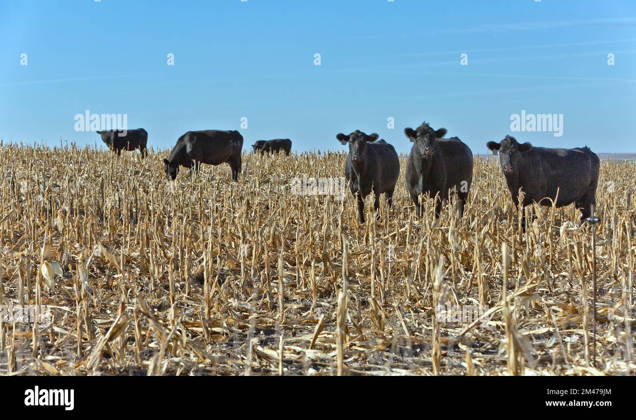 Bovins de boucherie 'Bos' pâturage champ de maïs récolté (échec de récolte), Comté de Prego, Kansas. Banque D'Images