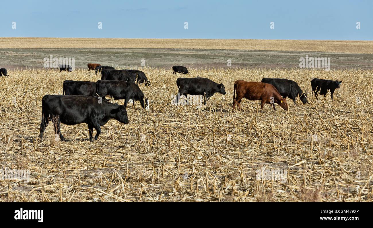 Bovins de boucherie 'Bos' pâturage champ de maïs récolté (échec de récolte), Comté de Prego, Kansas. Banque D'Images