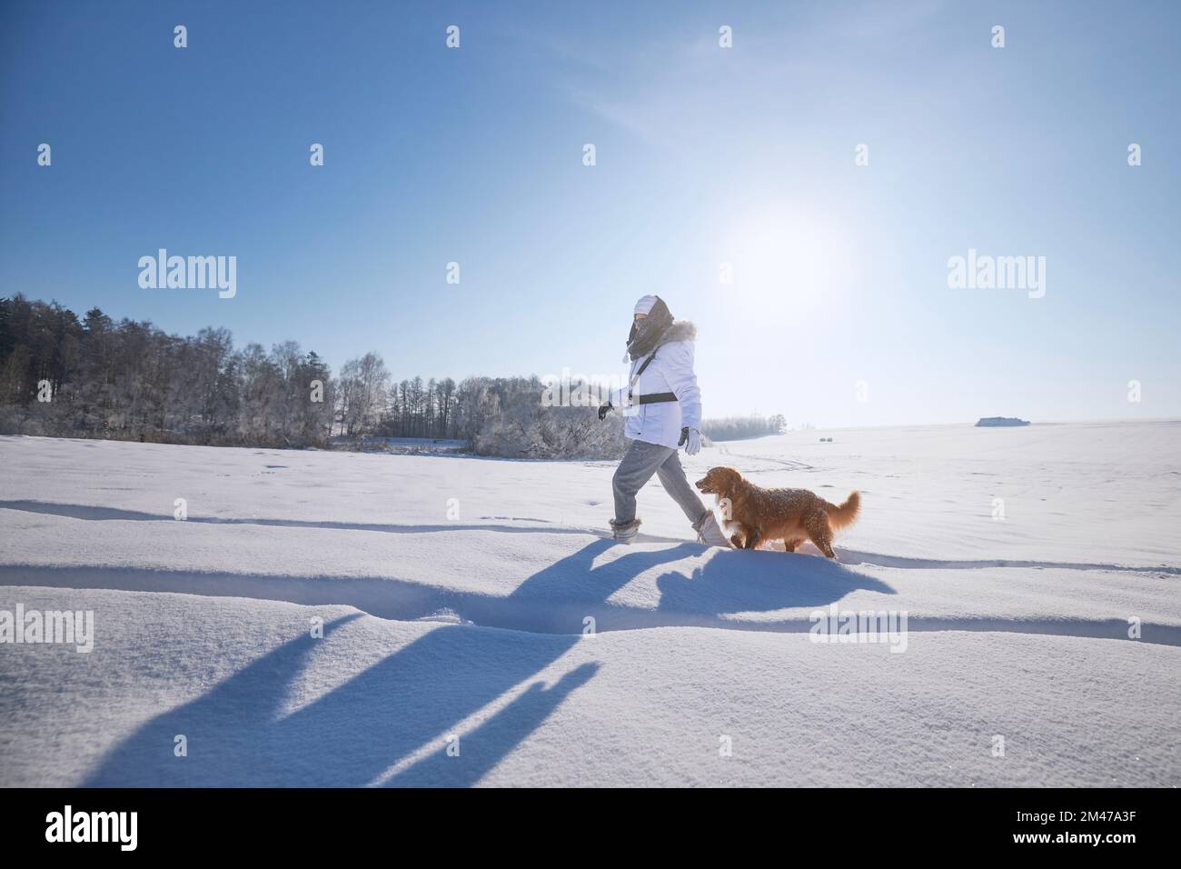 Femme avec chien pendant la journée hivernale glacielle. Le propriétaire d'un animal de compagnie se promènait sur un terrain enneigé avec son fidèle chien de chasse de la Nouvelle-Écosse. Banque D'Images