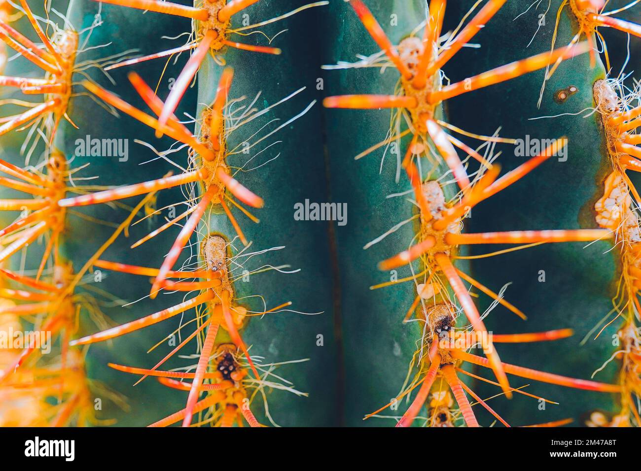 Gros plan Cactus. Magnifique arrière-plan coloré. Couleurs orange et vert Banque D'Images