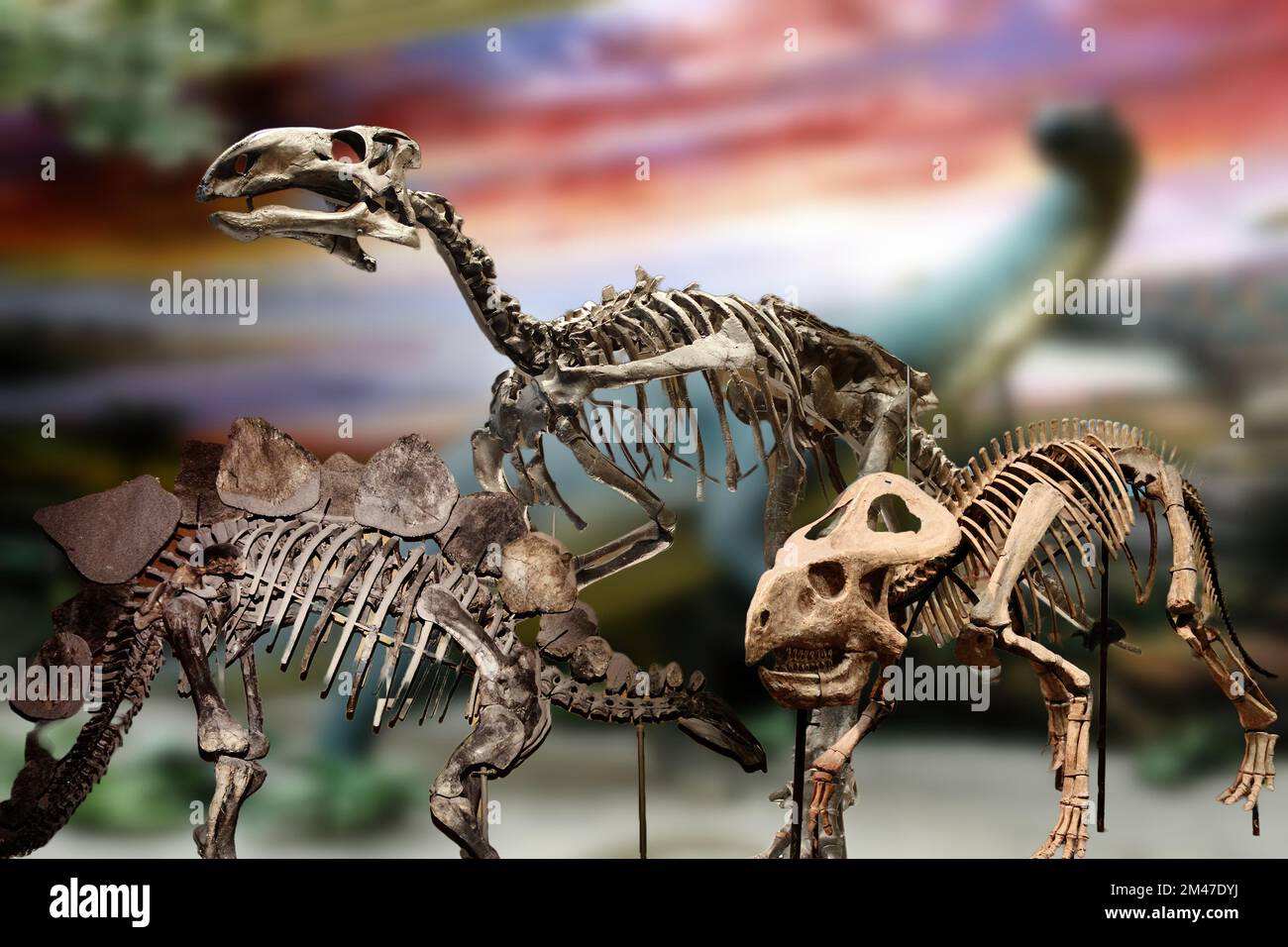 Une collection de squelettes de dinosaures originaux intéressants provenant de divers musées. Banque D'Images