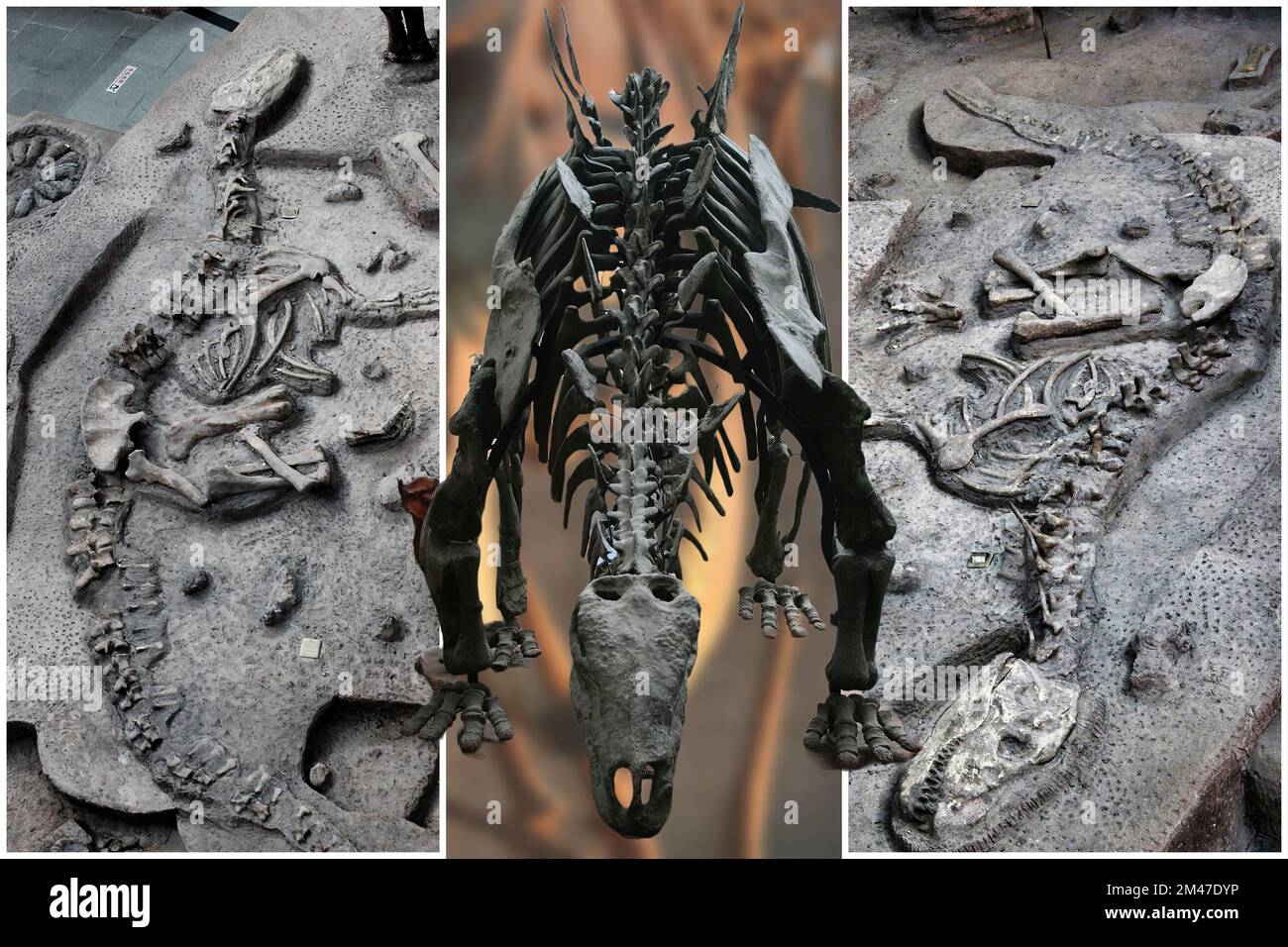 Une collection de squelettes de dinosaures originaux intéressants provenant de divers musées. Banque D'Images