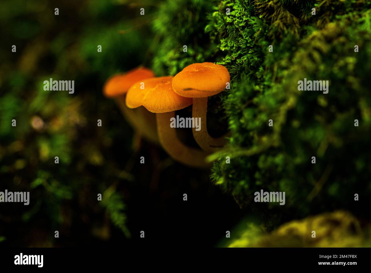 Pentax k70 Banque de photographies et d’images à haute résolution - Alamy