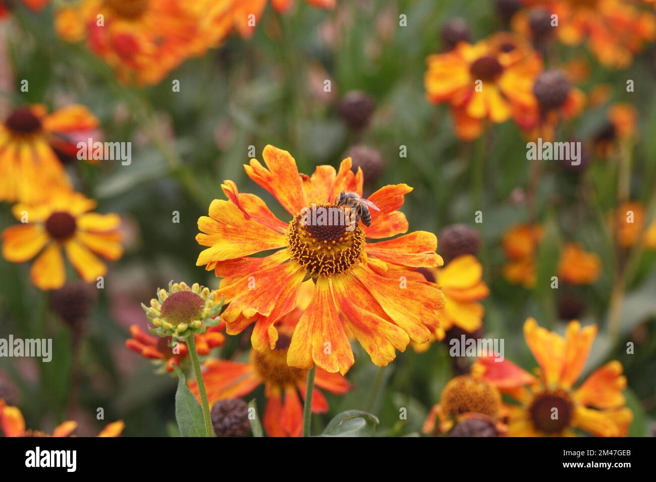 Helenium 'Waltraut' fleurs. Banque D'Images