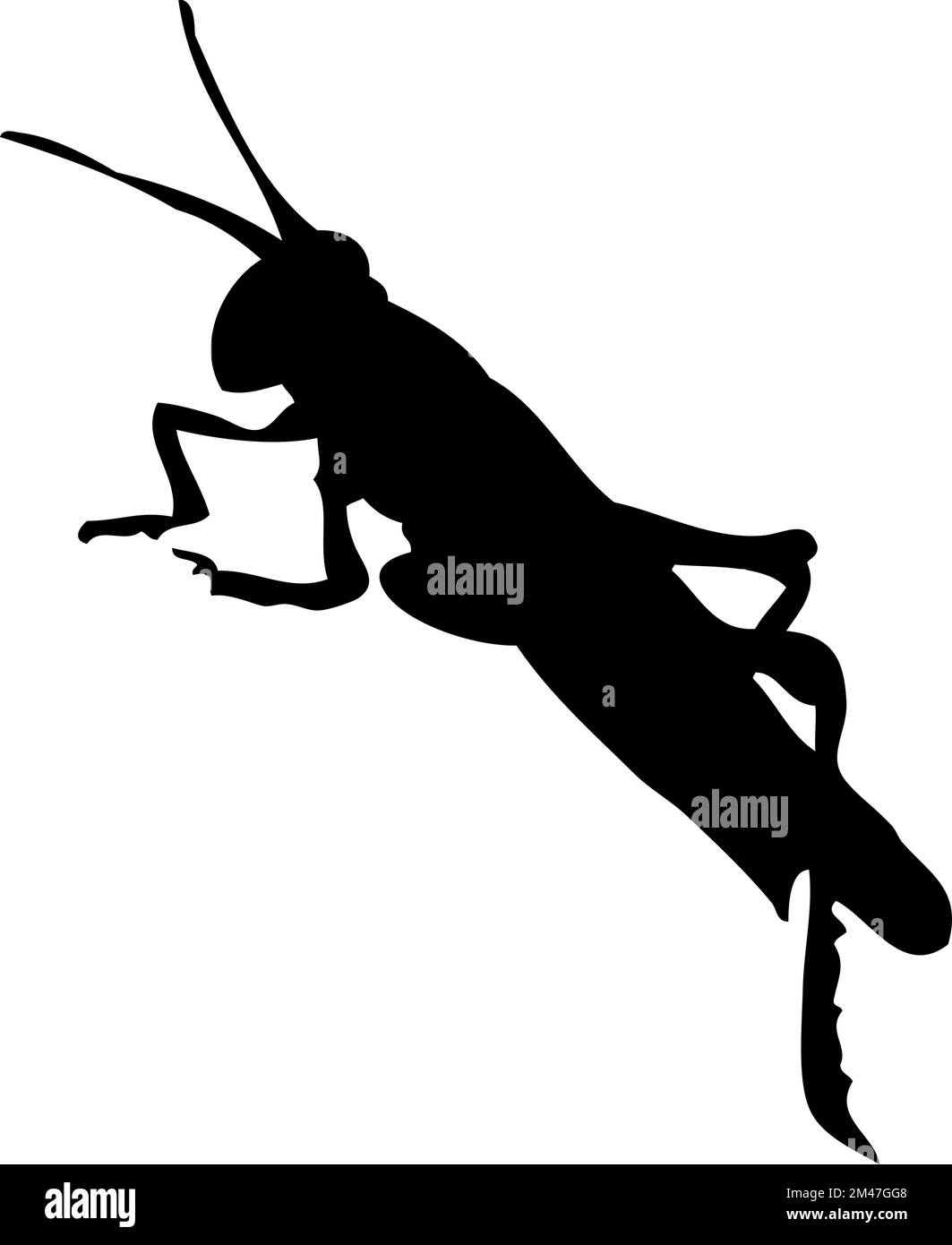 Silhouette de sauterelle. Gros plan détaillé sur la sauterelle. Icône représentant une sauterelle vectorielle sur fond blanc. Illustration de Vecteur
